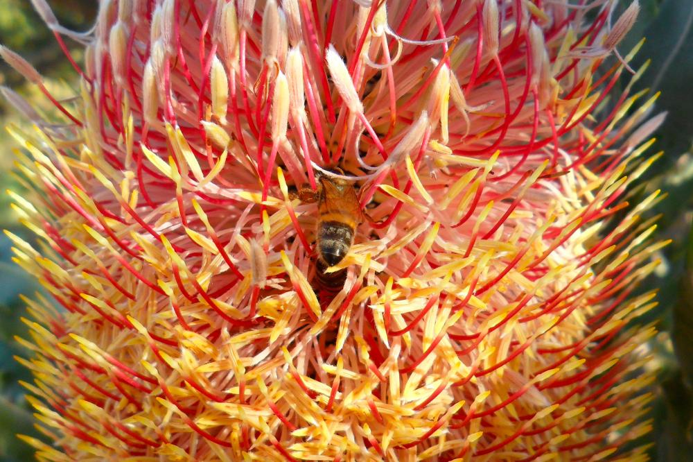 Bee on a Menzies Banksia