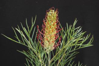 Outback Sunrise grevillea flower