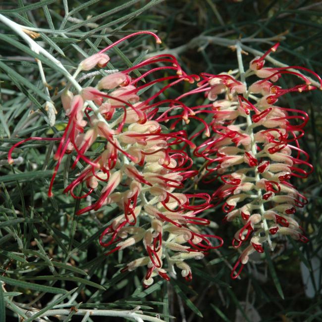 RSL Spirit of ANZAC grevillea flowers