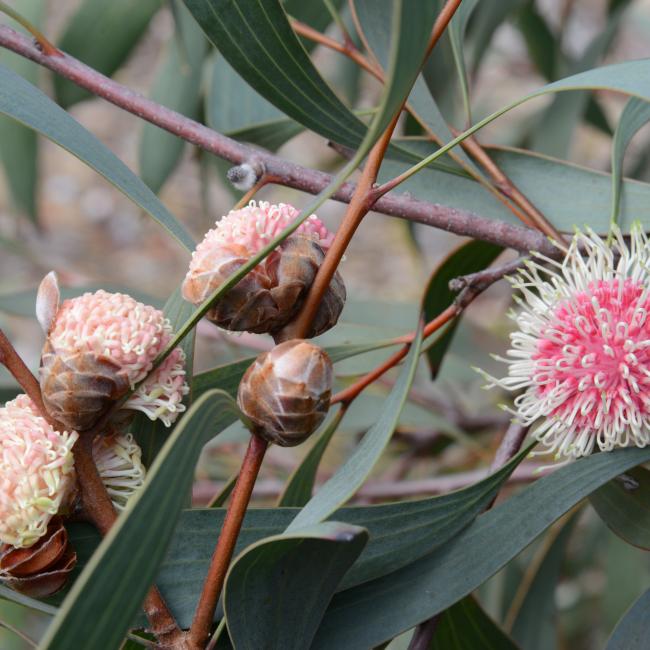 Hakea laurina commonly known as the Pincushion Hakea