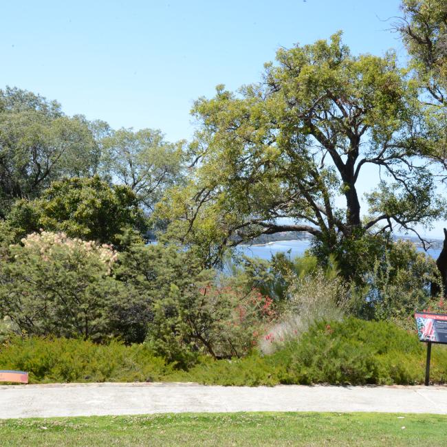 The Grevillea and Hakea garden located at Roe Gardens overlooking Perth city
