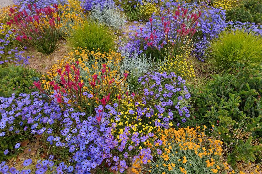 WA wild flowers