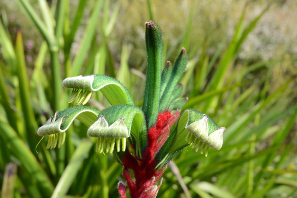 A close up of a red and green kangaroo paw.