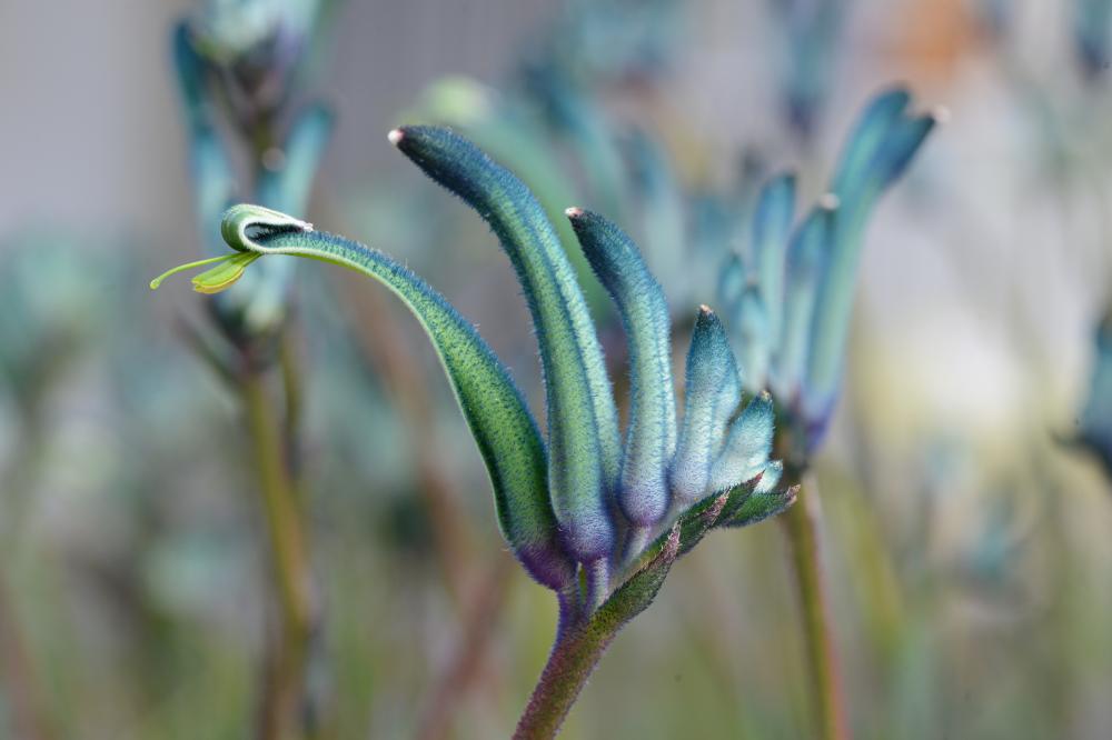 Blue Kangaroo Paw