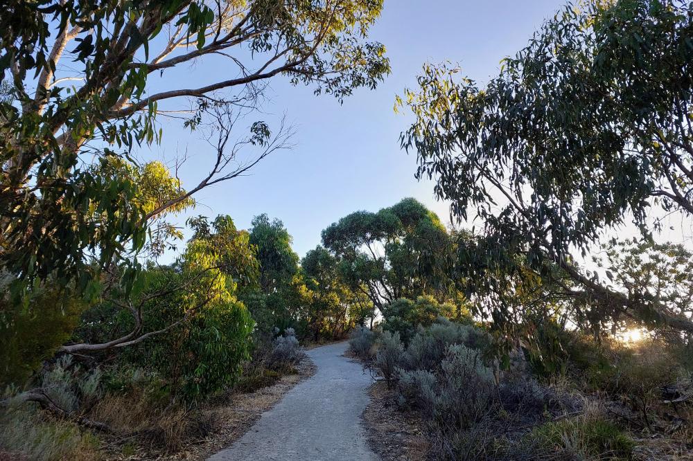 Late afternoon in Bold Park