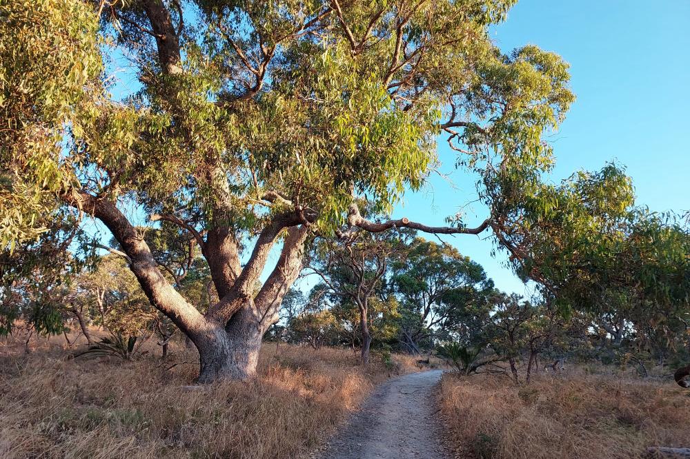 Track through Bold Park