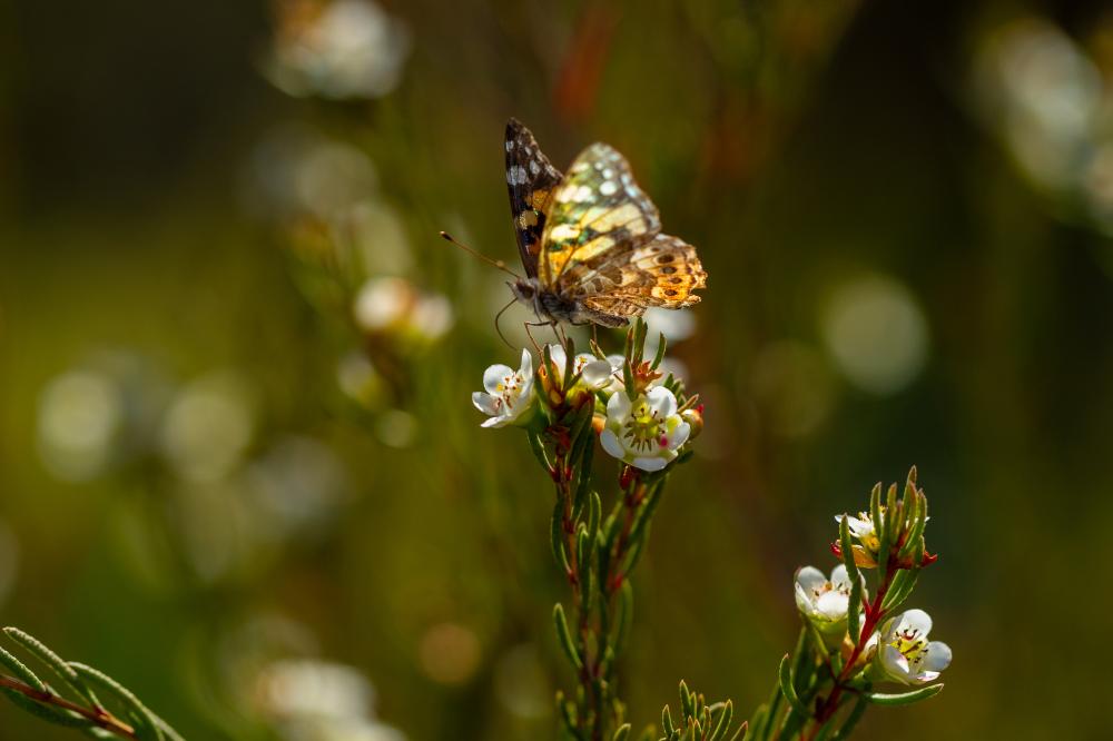 Butterfly on flower