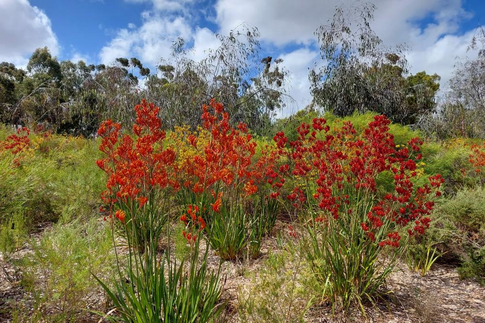 Kangaroo Paw Garden