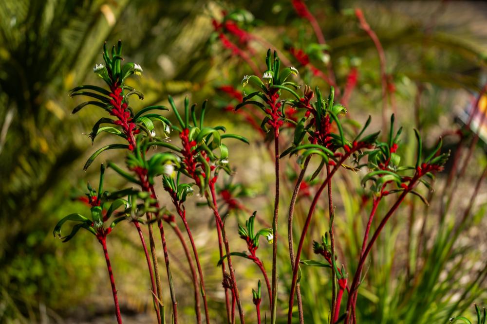 Red and Green Kangaroo Paw