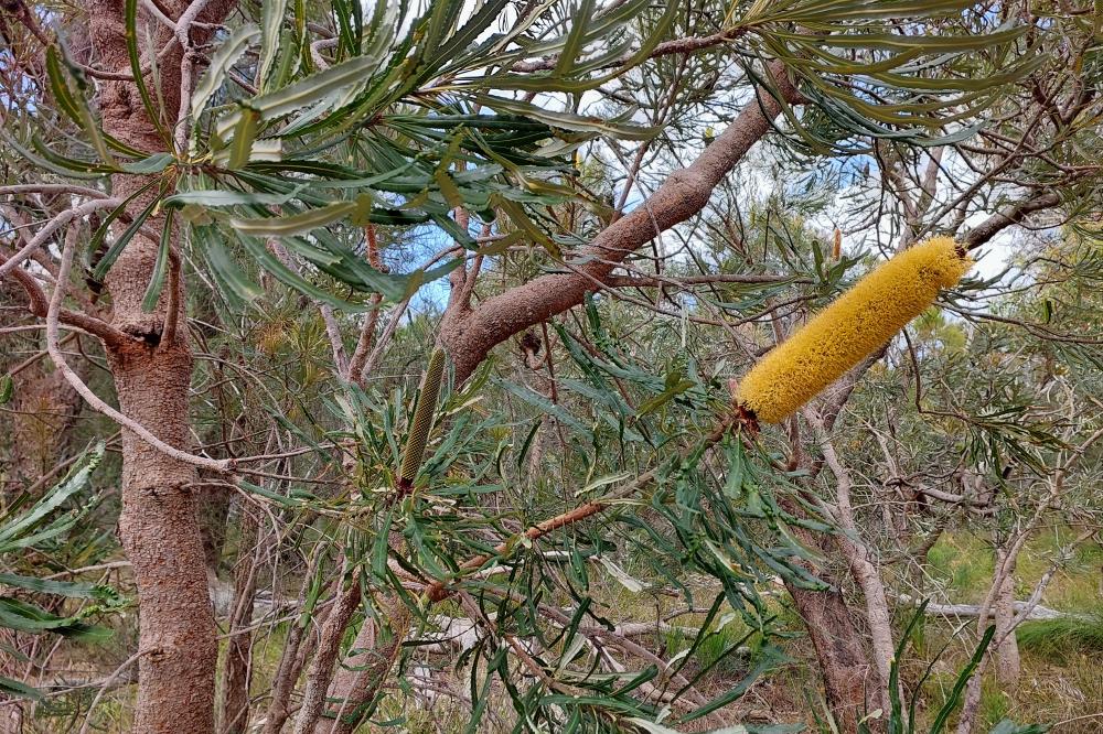 Bansksia in Kings Park Bushland