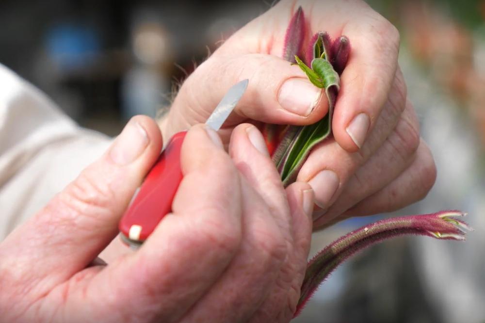 Cross pollination of kangaroo paw species to bred stronger, more resilient plants.