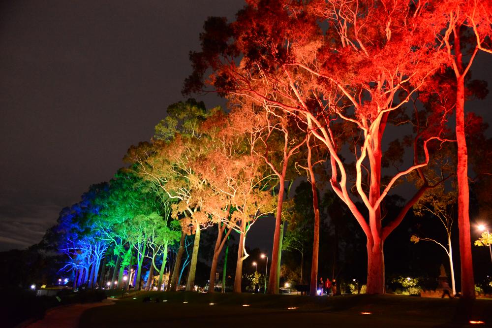 Fraser Ave tree lights - rainbow