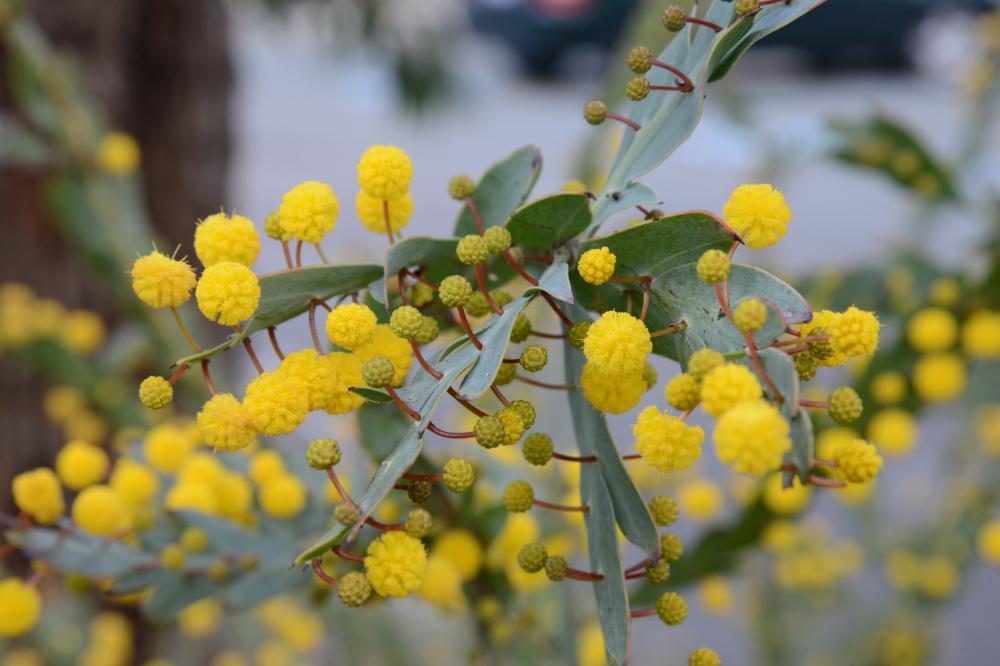 Round yellow blooms of the Flat Wattle.