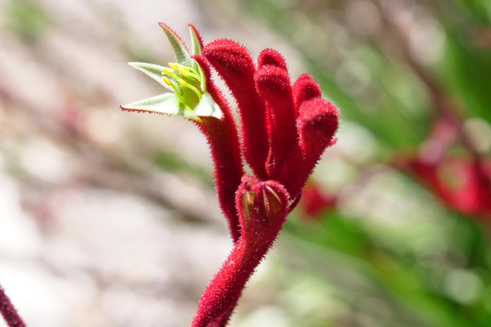 Red bloom of 'Big Red' kangaroo paw.