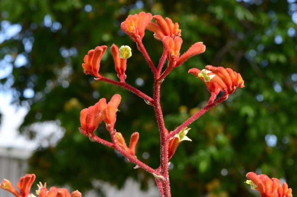 Orange blooms of 'Federation Flame' kangaroo paw.