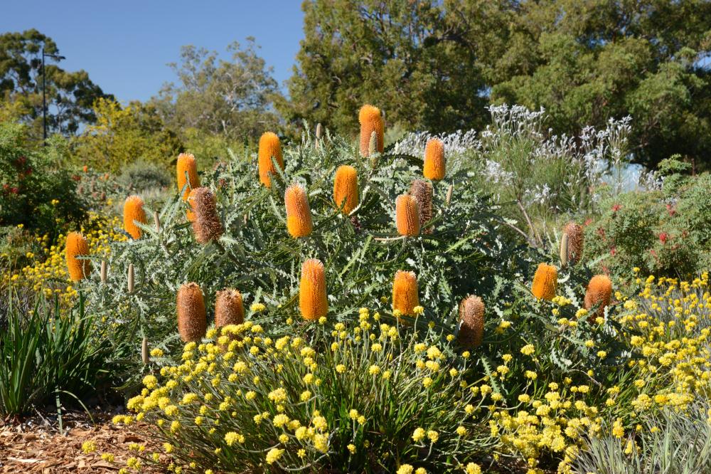 Banksia ashbyi subsp. boreoscaia covered in orange, upright blooms.