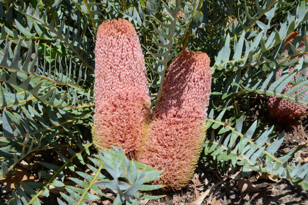Two orange banksia flowers surrounded by foilage.