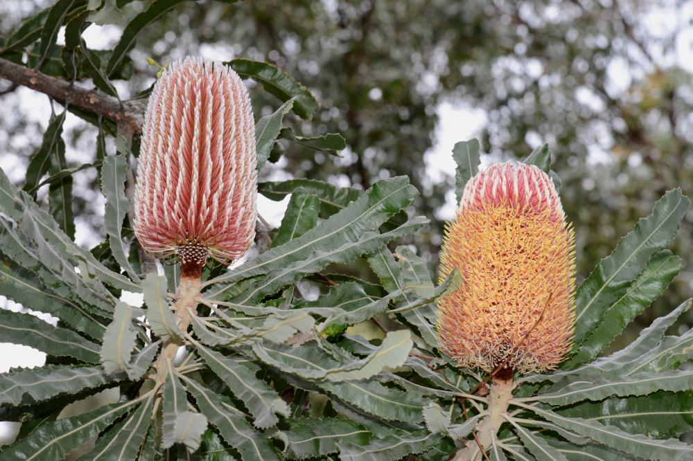 Banksia menziesii is commonly known as the Firewood Banksia
