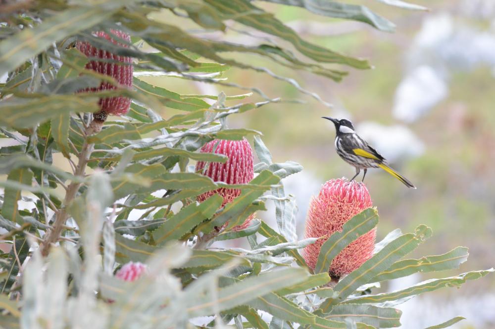 Bird perked on ?Firewood banksia