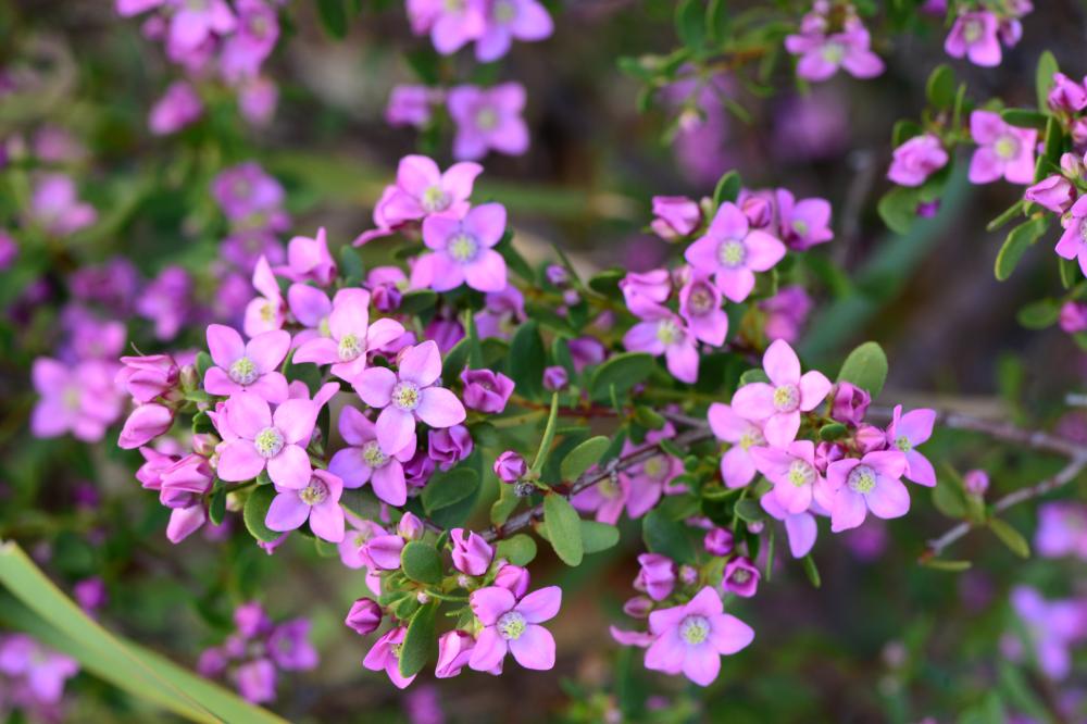 A cluster of purple Boronia Crenulata flowers.