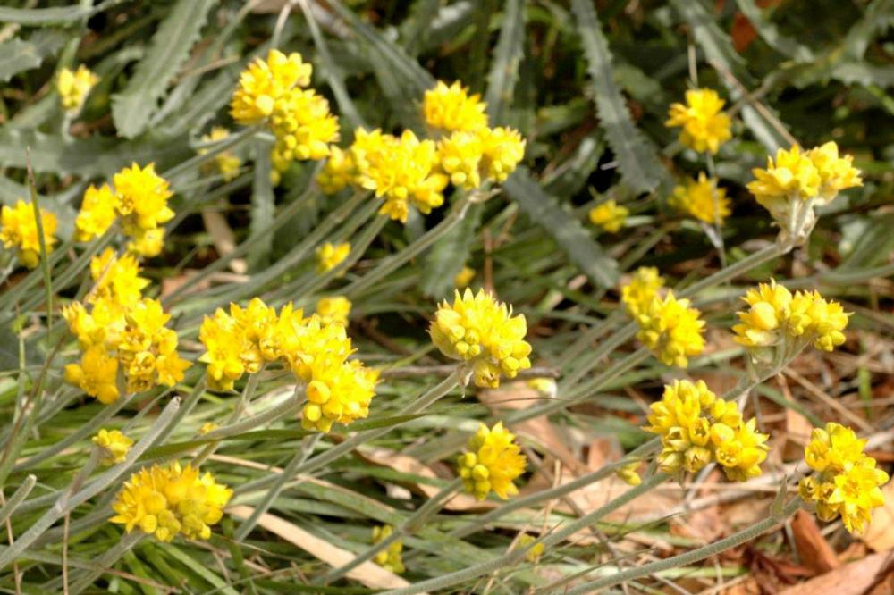 Yellow flowers in bloom on a Grey Cottonhead plant. 