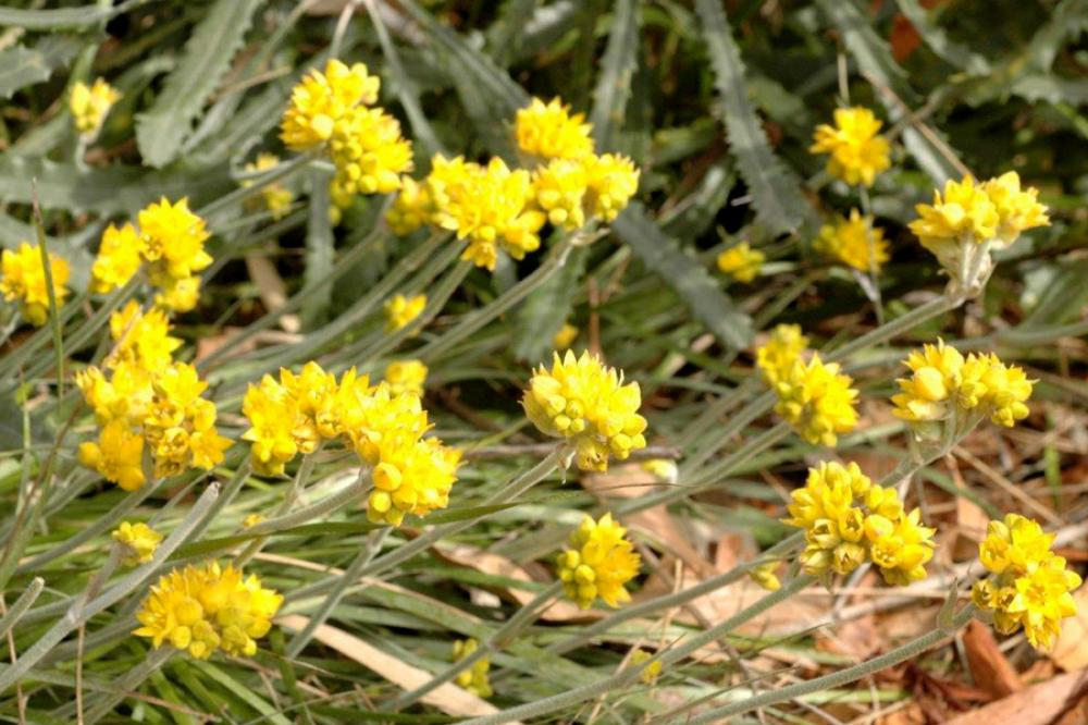 Yellow flowers in bloom on a Grey Cottonhead plant. 