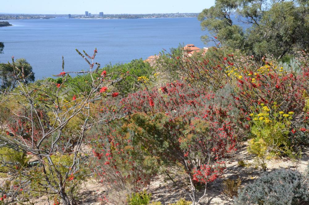 View across the water from the Verticordia Garden.