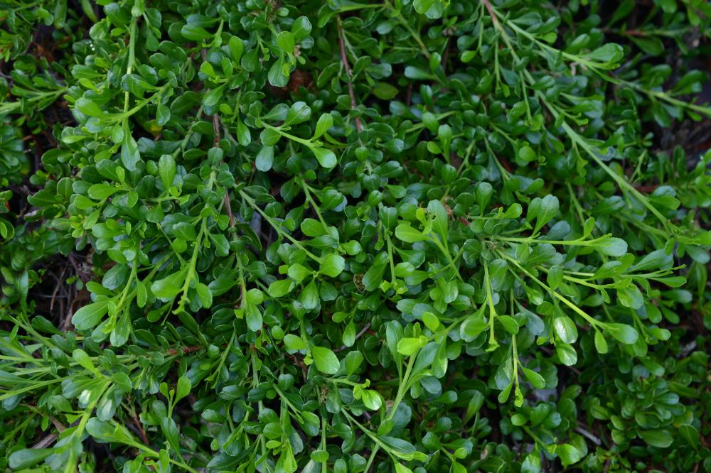 Green foliage of Horny Hop-Bush covering the ground.