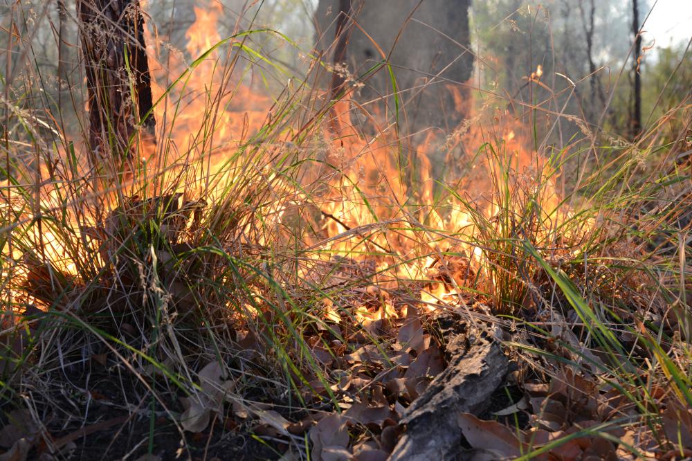 Fire ecology scientific burn in Kings Park bushland