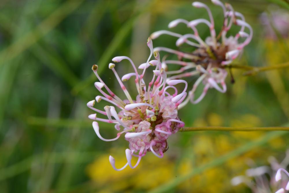 Two pink and white Grevillea bracteosa flowers.