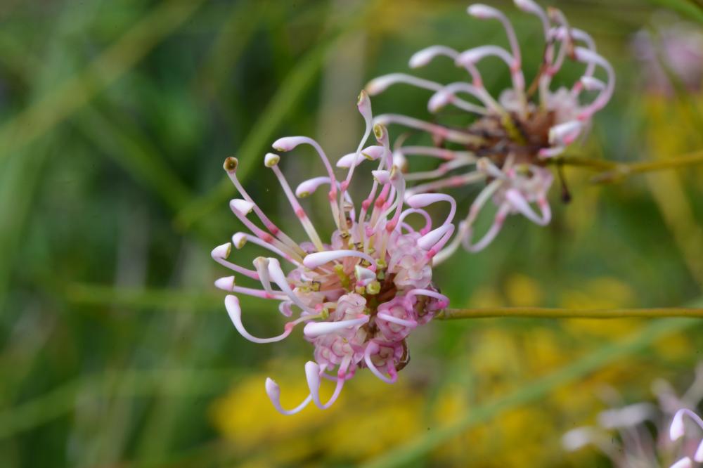 Two pink and white Grevillea bracteosa flowers.