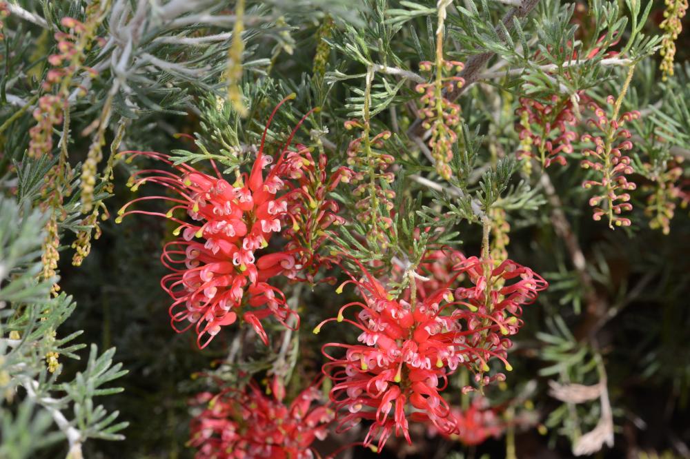 Close up of three red Spider Net Grevillea flowers.