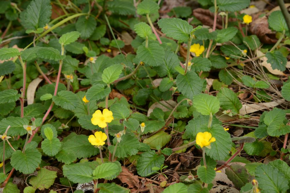 Hibbertia grossularifolia with large leaves and yellow flowers in bloom.