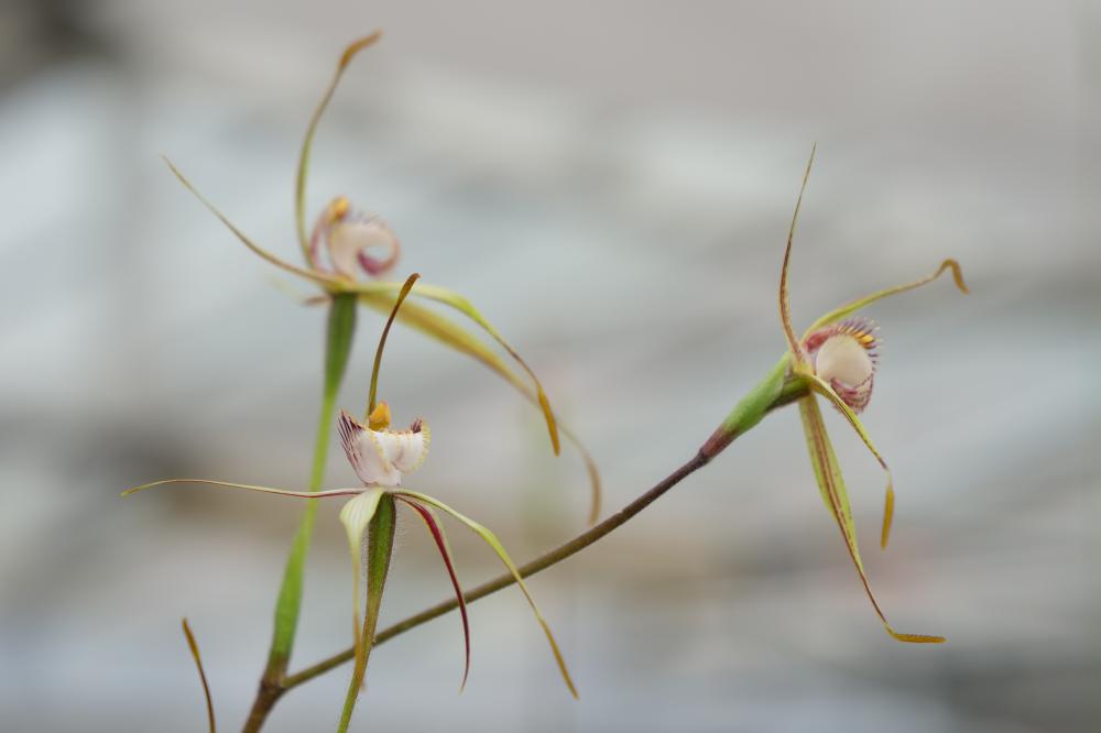 Orchid in glasshouse
