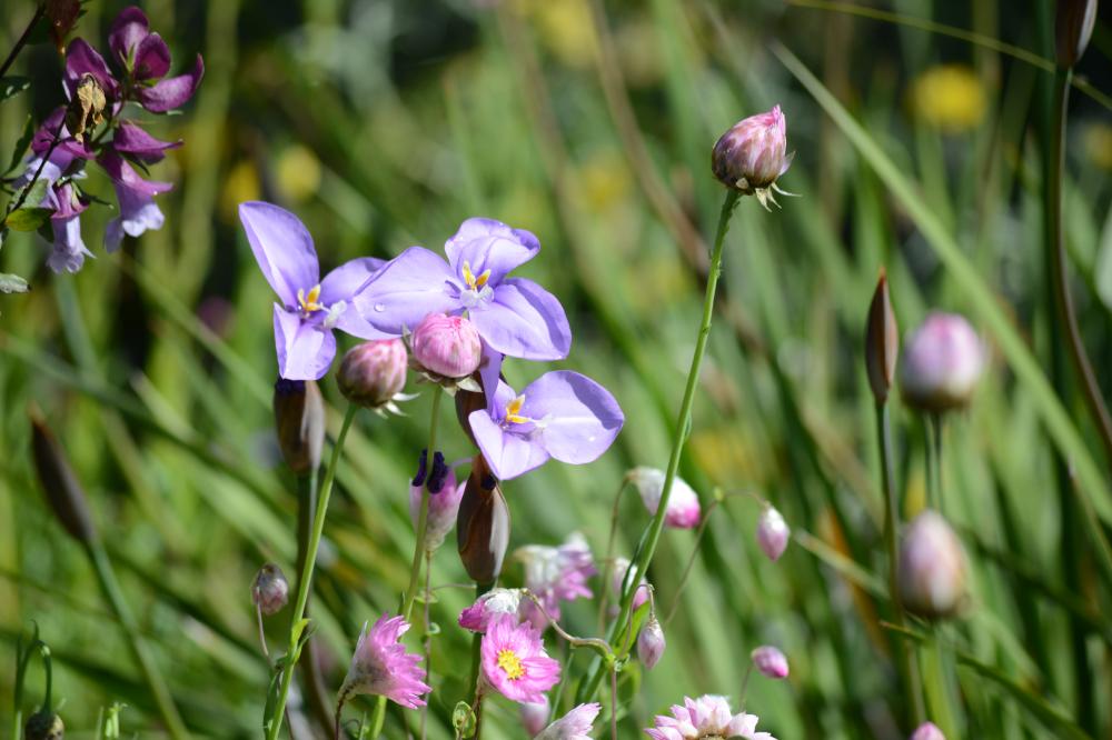 Three Purple flag flowers blooming against green foliage.