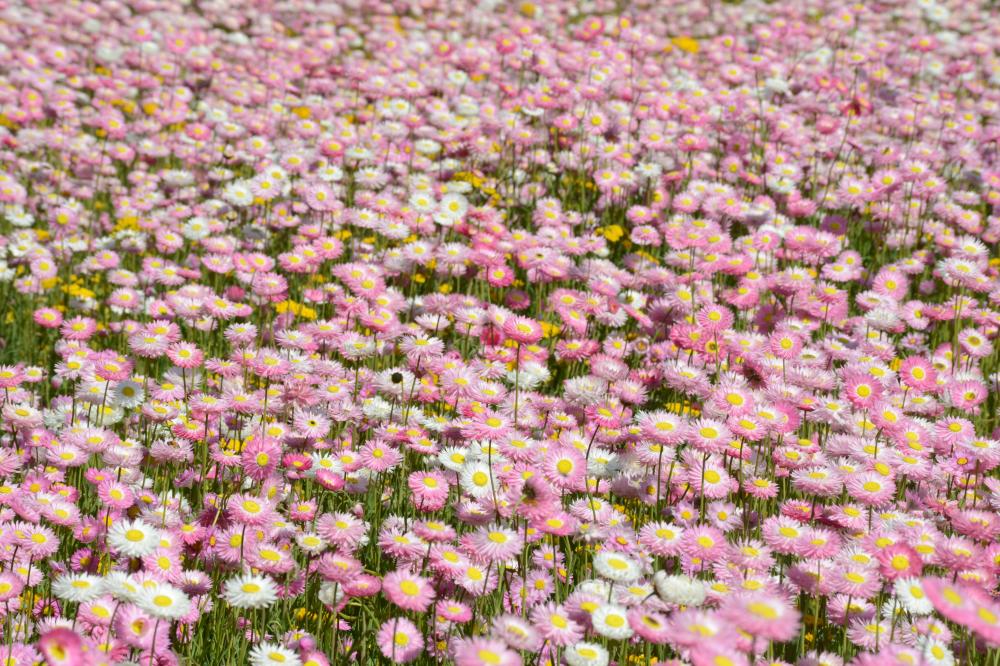 Field of pink everlastings in bloom.