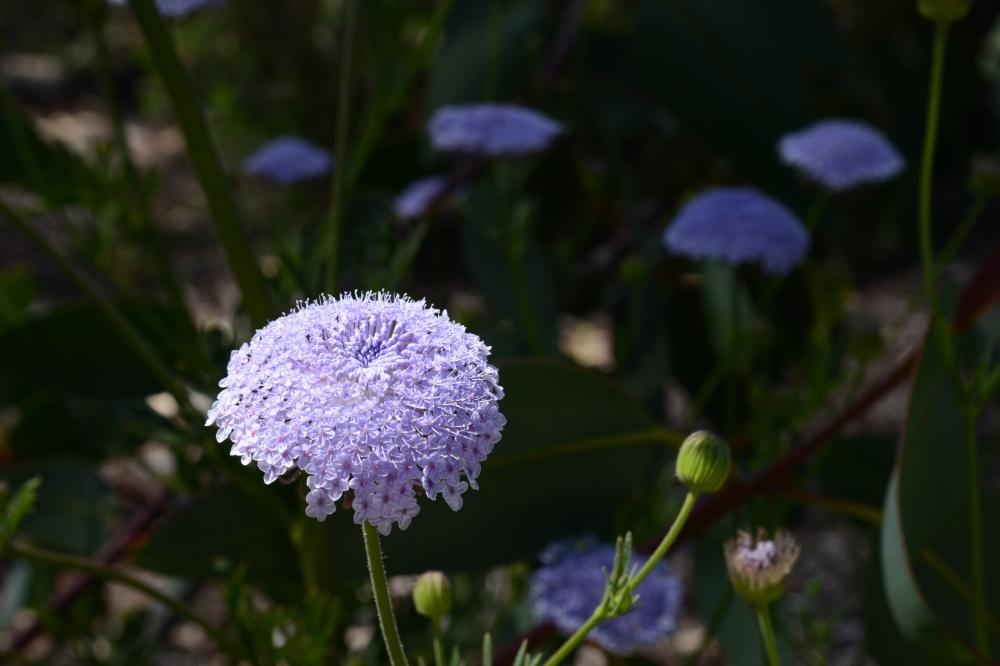Blue-lace flower head in bloom.