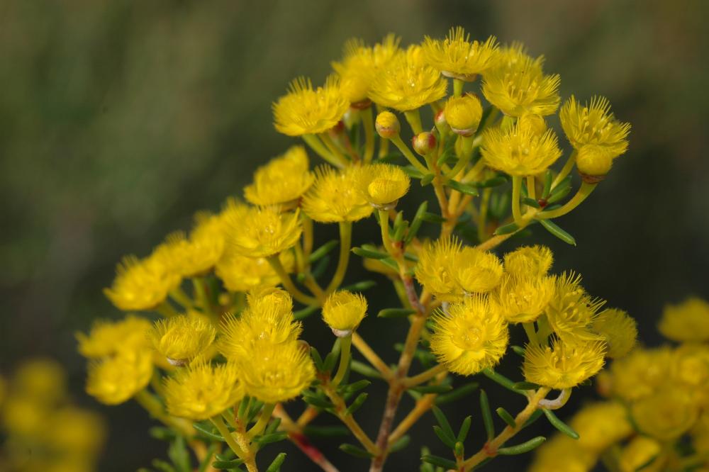 Verticordia chrysantha