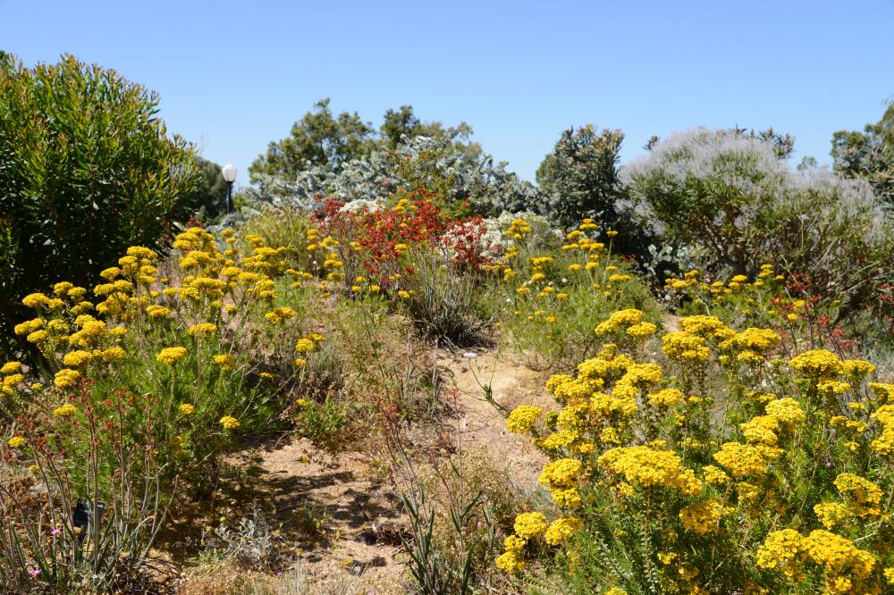 Yellow and red flowers in bloom in the Verticordia Garden.