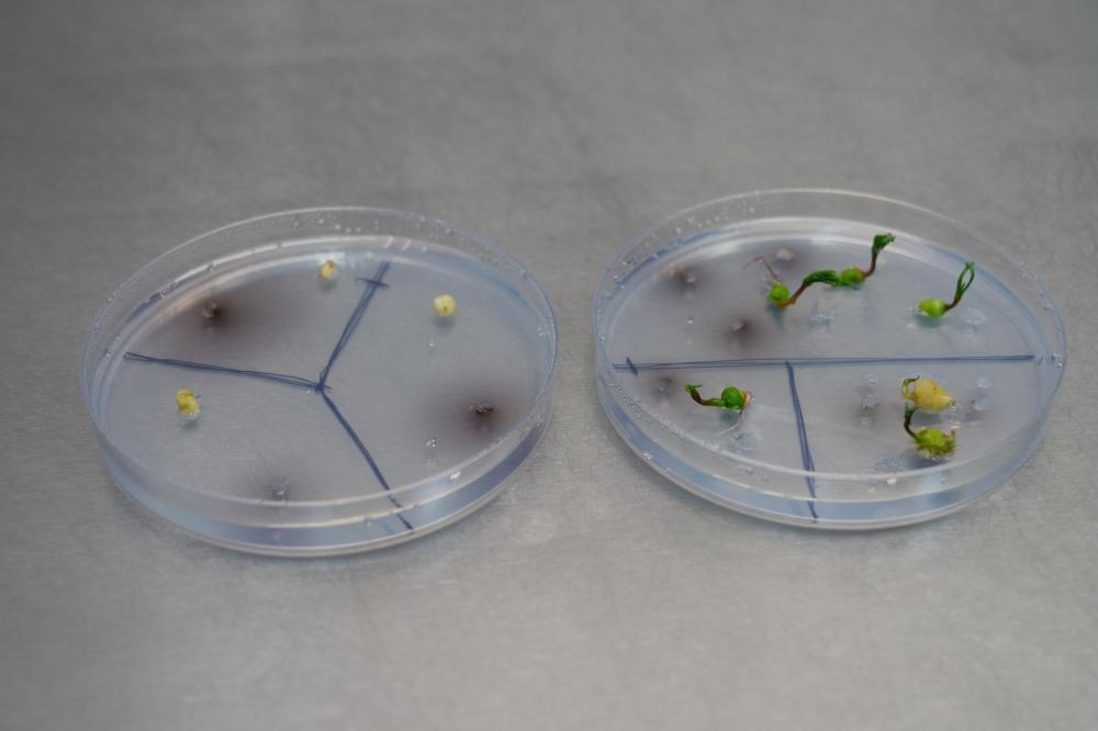 Tissue cultures in petri dishes