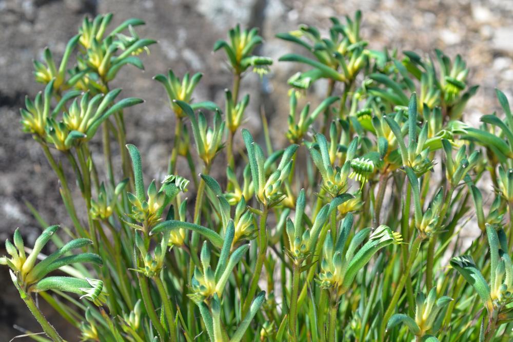 Aussie Spirit Kangaroo Paw flowers