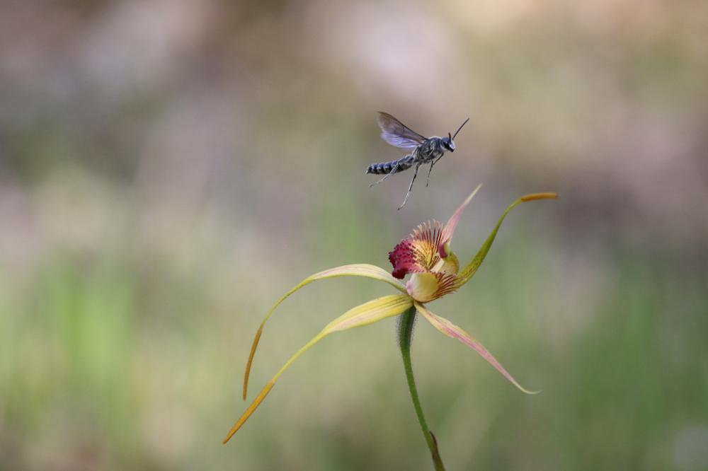 Caladenia procera (Carbunup King Spider Orchid) 