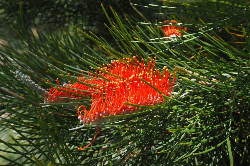 City Lights grevillea flower