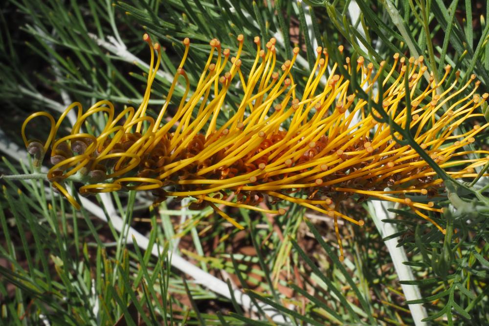 Honey Moon grevillea flower