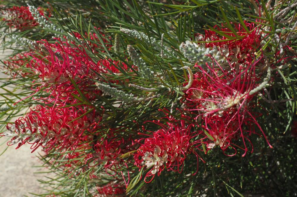 Karijini Moon grevillea flowers