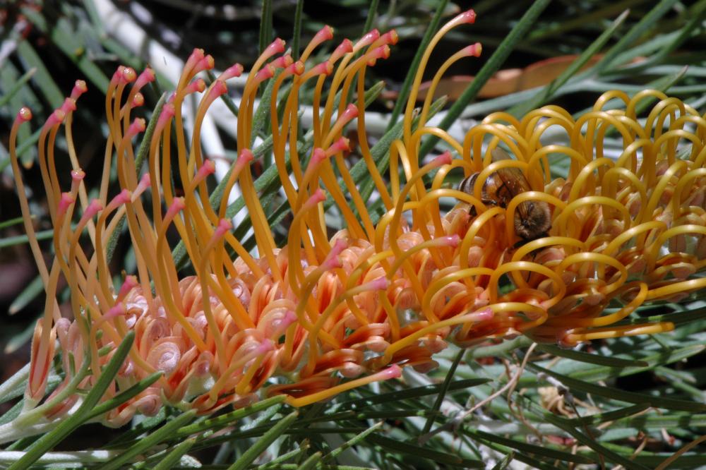 Kimberley Moon grevillea flowers