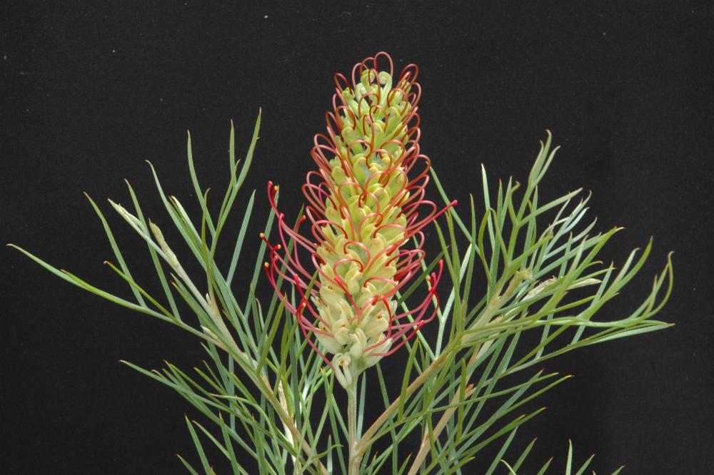Outback Sunrise grevillea flower