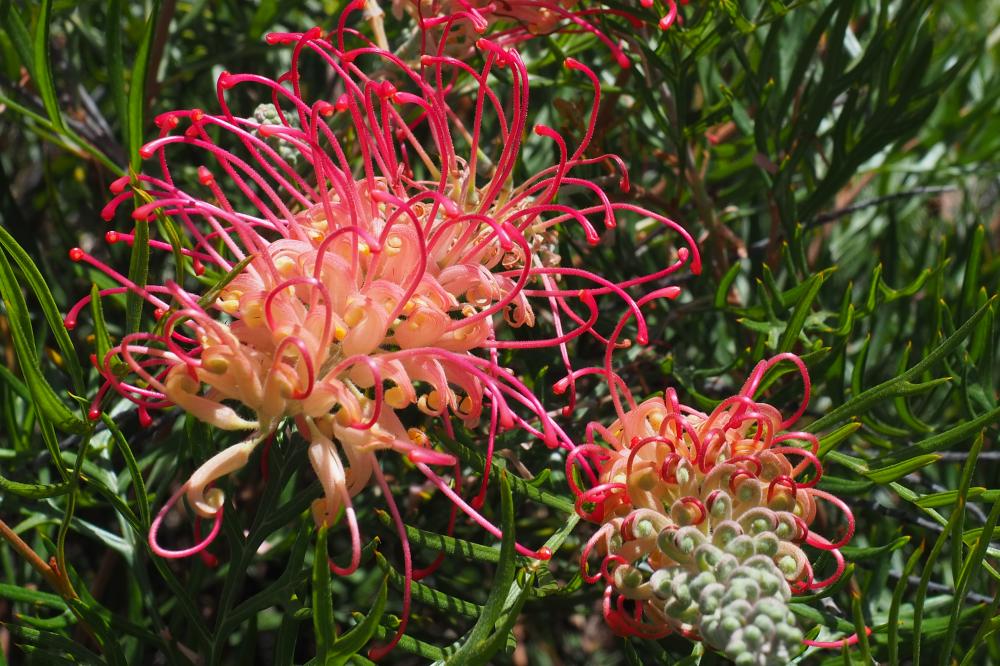 Pink Profusion grevillea flowers