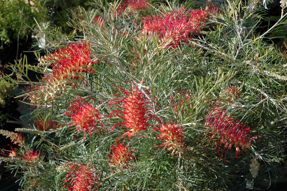 RSL Spirit of ANZAC grevillea flowers