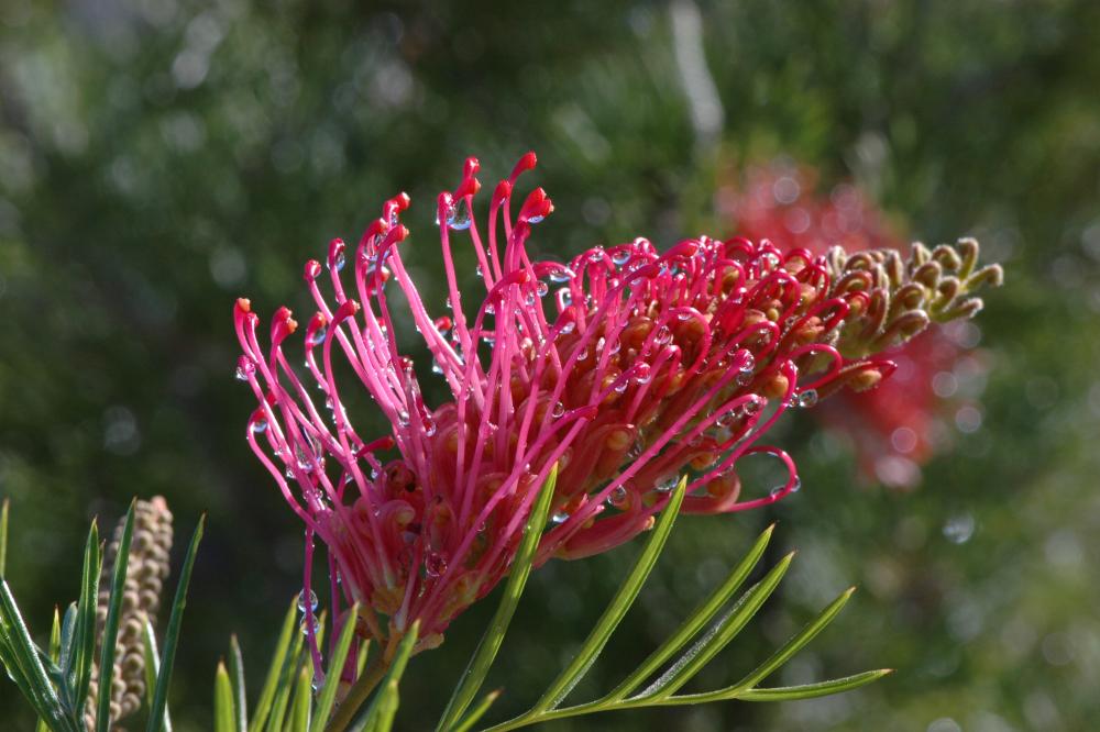 Raspberry Dream grevillea flower